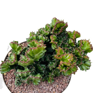 Euphorbia Lactea cristata