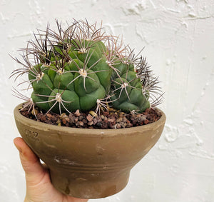 Gymnocalycium kaktusų šeimyna