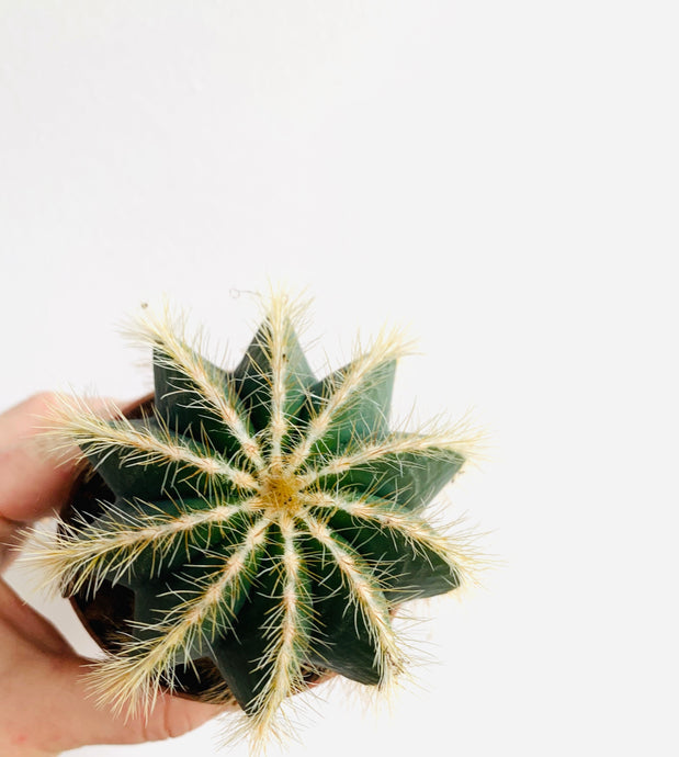 Notocactus Magnificus