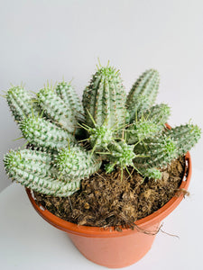 Euphorbia Mammiliaris variagata