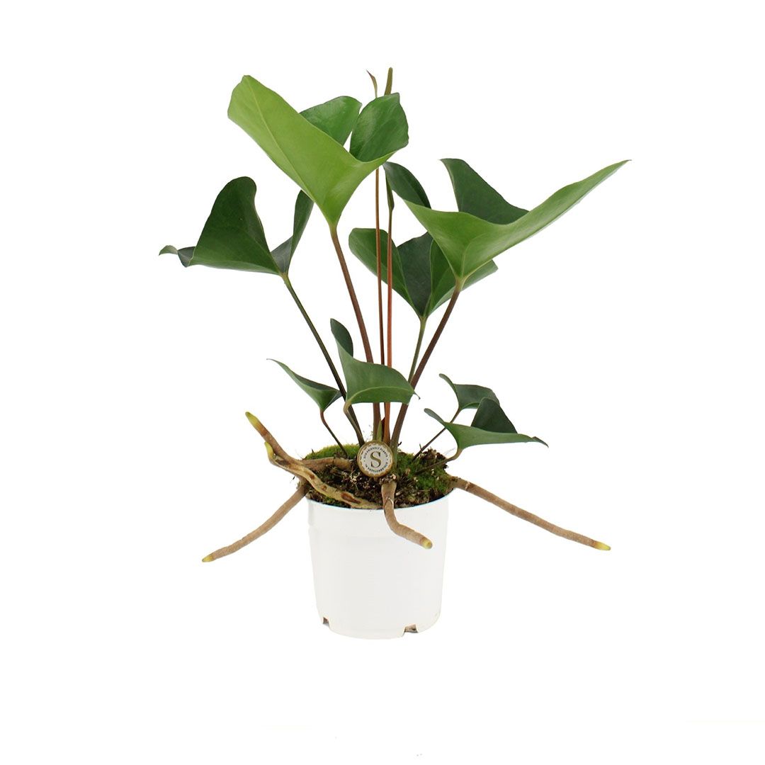 arrow anthurium Anthurium Arrow – Gipsygarden