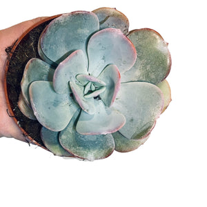 Echeveria laui