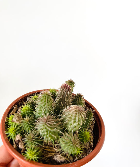 Huernia pilansii