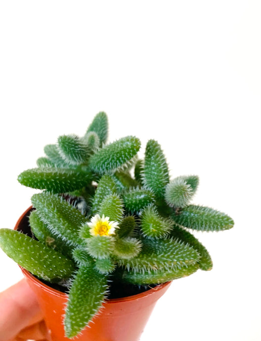 Delosperma Echinatum