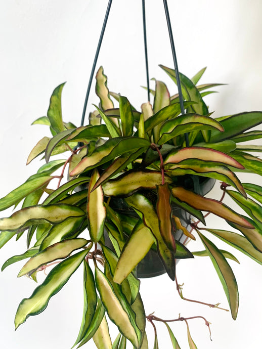 Hoya wayetii variegata