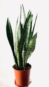 Sansavieria Zeylanica 14cmx50cm