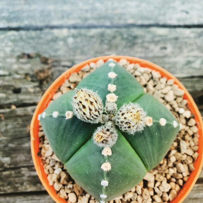 ASTROPHYTUM MYRIOSTIGMA NUDUM