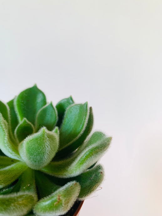 Echeveria setosa