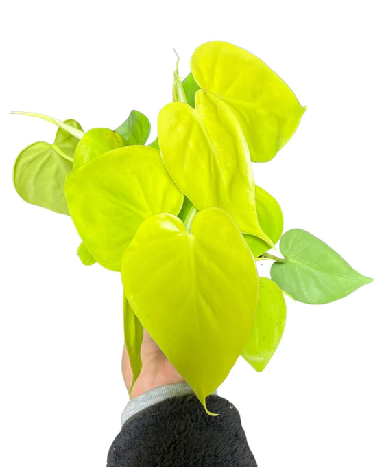 Philodendron scandens Lemon lime
