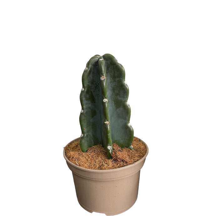 Cereus Jamacaru Cudly Cactus