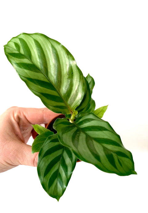 Calathea Freddie