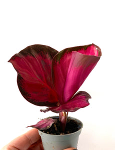 Calathea Rosea picta Rosey