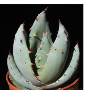 Aloe pelgreae