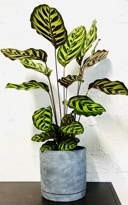 Calathea makoyana