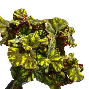 Begonia leaf Zumba