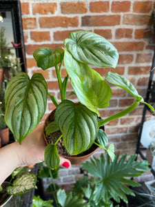 Philodendron Mom