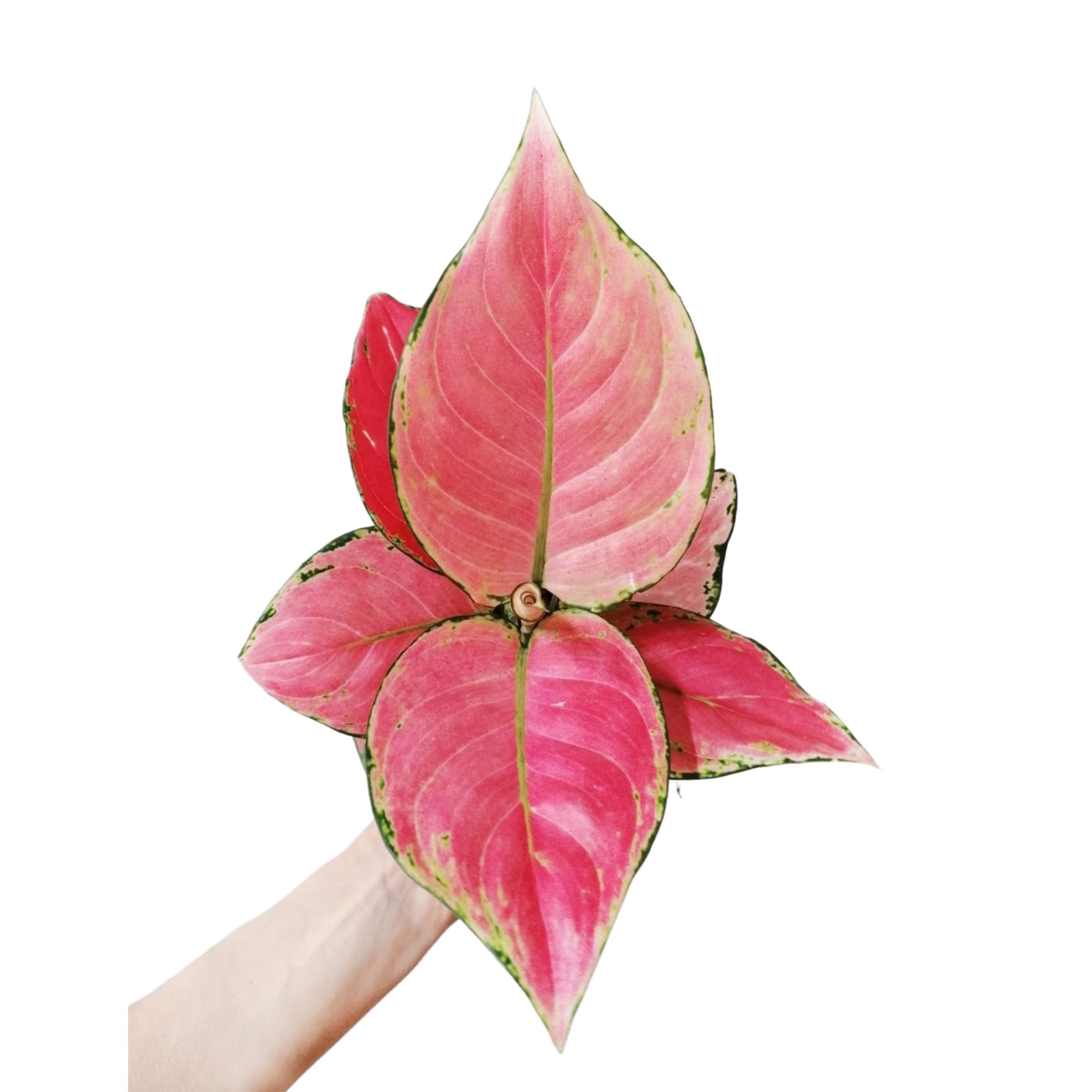 aglaonema pink star care Aglaonema Pink Star – Gipsygarden