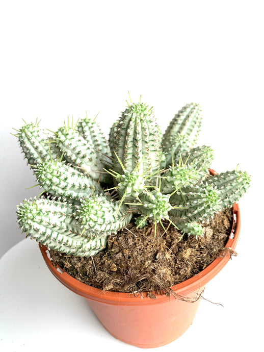 Euphorbia Mammiliaris variagata