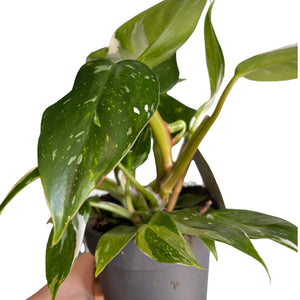 Philodendron White Princesse