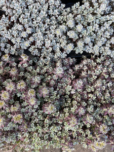 Sedum spatifolium Purpureum
