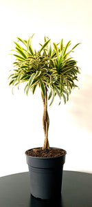 Dracaena Song of India twisted 24Ø 80cm