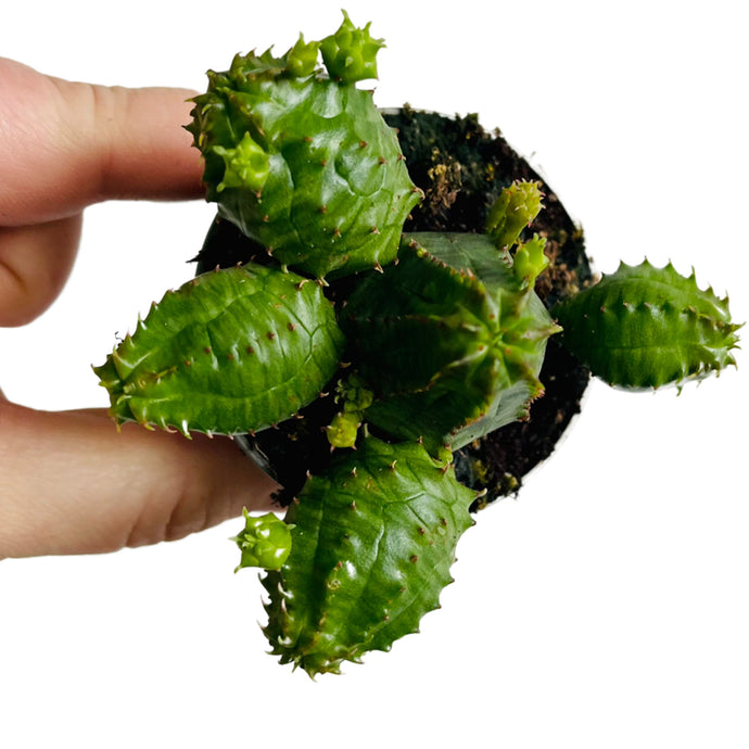 Euphorbia Pseudoglobosa