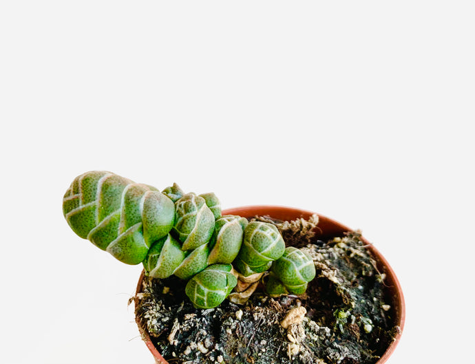 Crassula barklyi