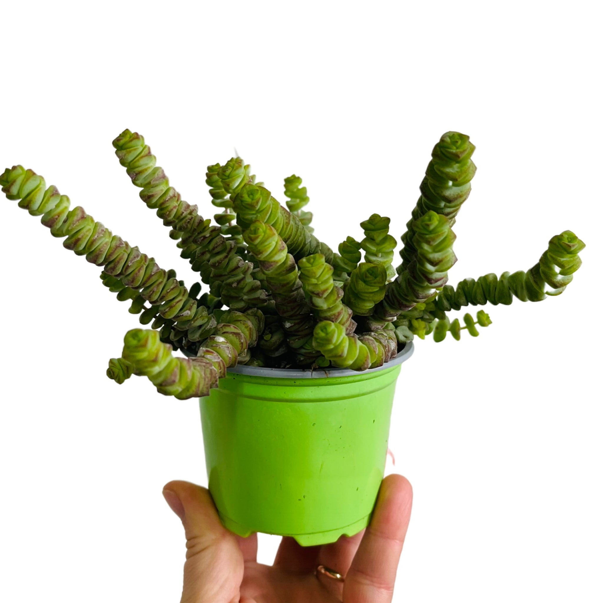 hottentot succulent Crassula Hottentot – Gipsygarden