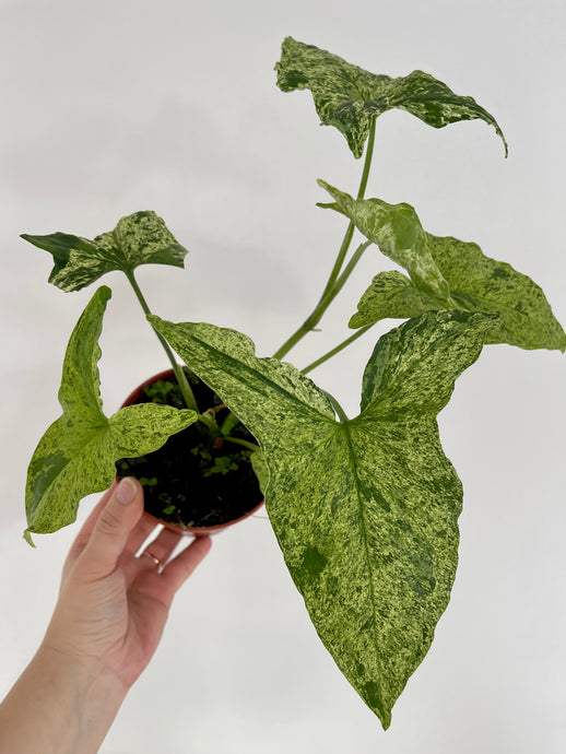 Syngonium Mottled