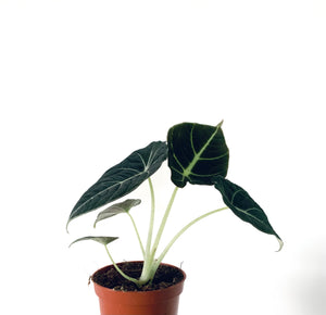 Alocasia Black velvet