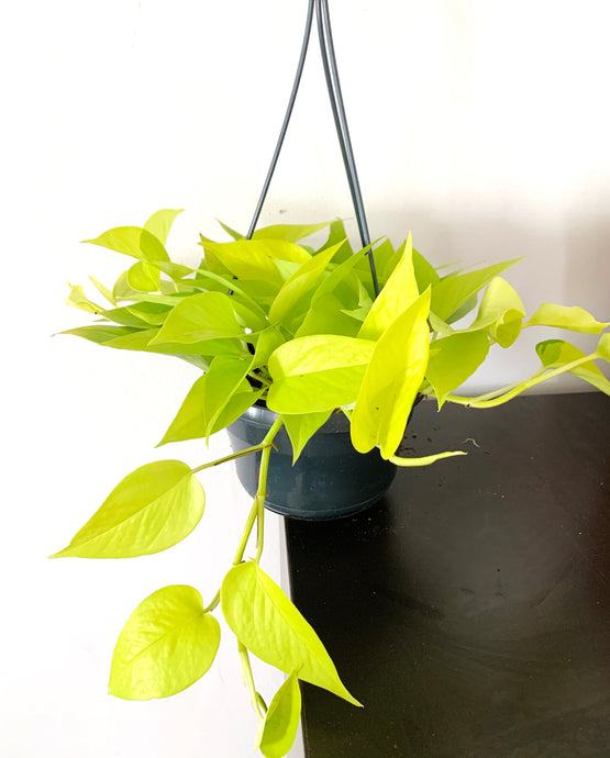 Scindapsus Golden neon Pothos Skindap