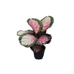 Calathea rosea-picta Rosy