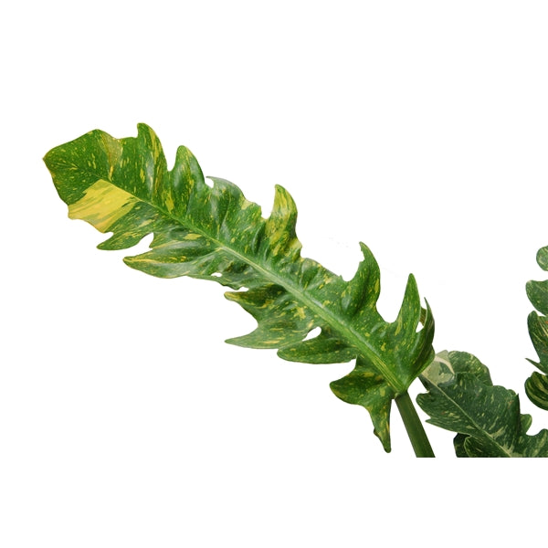 Philodendron narrow Ring of Fire  Gipsygarden