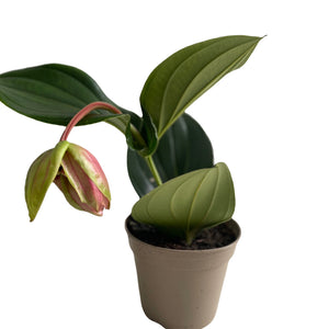 Medinilla Candy