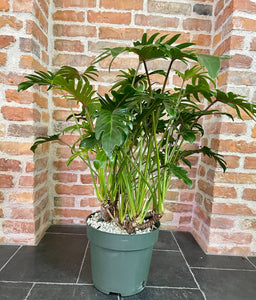 Philodendron xanadu