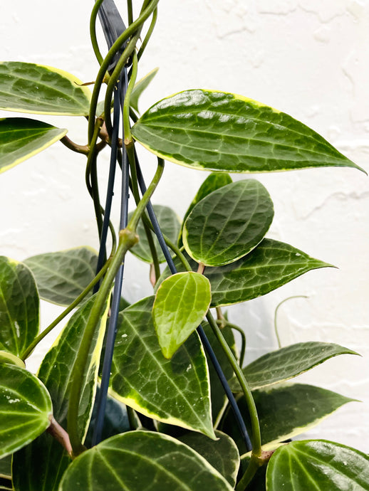 Hoya macrophylla