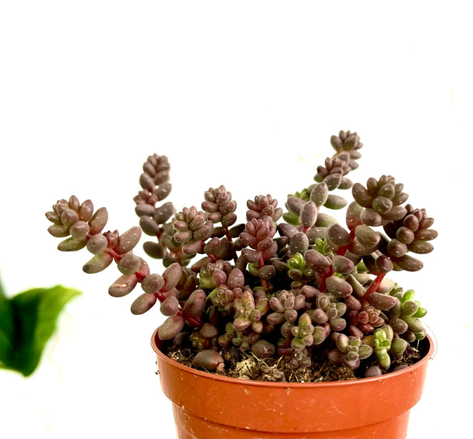 Sedum sthalii