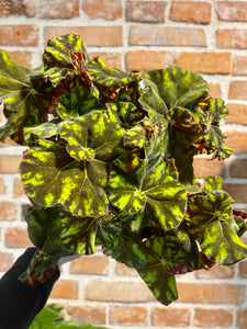 Begonia leaf Zumba