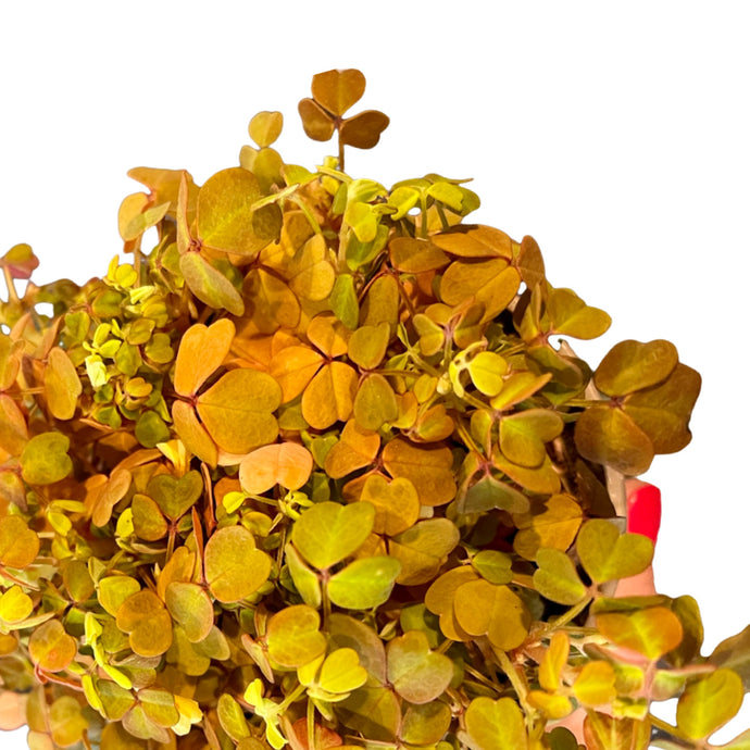 Oxalis vulcanicola calima trifoi