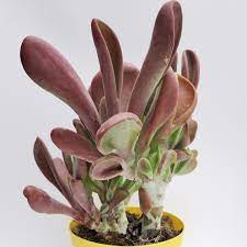 Kalanchoe Oricula