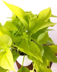 scindapsus golden pothos Scindapsus Golden neon Pothos Skindap – Gipsygarden