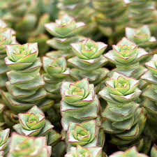 Crassula perforata variagata