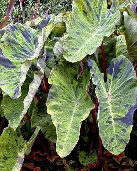 elephant ear plant mojito COLOCASIA ESCULENTA (ELEPHANT EAR) 'MOJITO' – Gipsygarden
