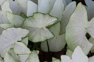 Caladium Garden white