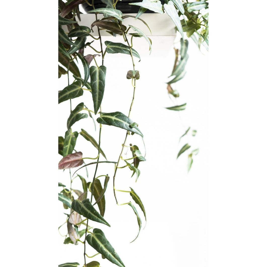Parthenocissus Amazonica
