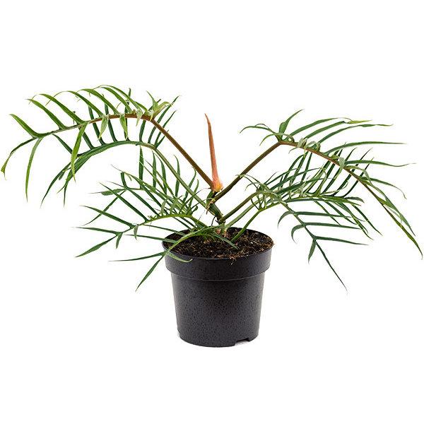 philodendron good luck Philodendron tortum Good Luck – Gipsygarden