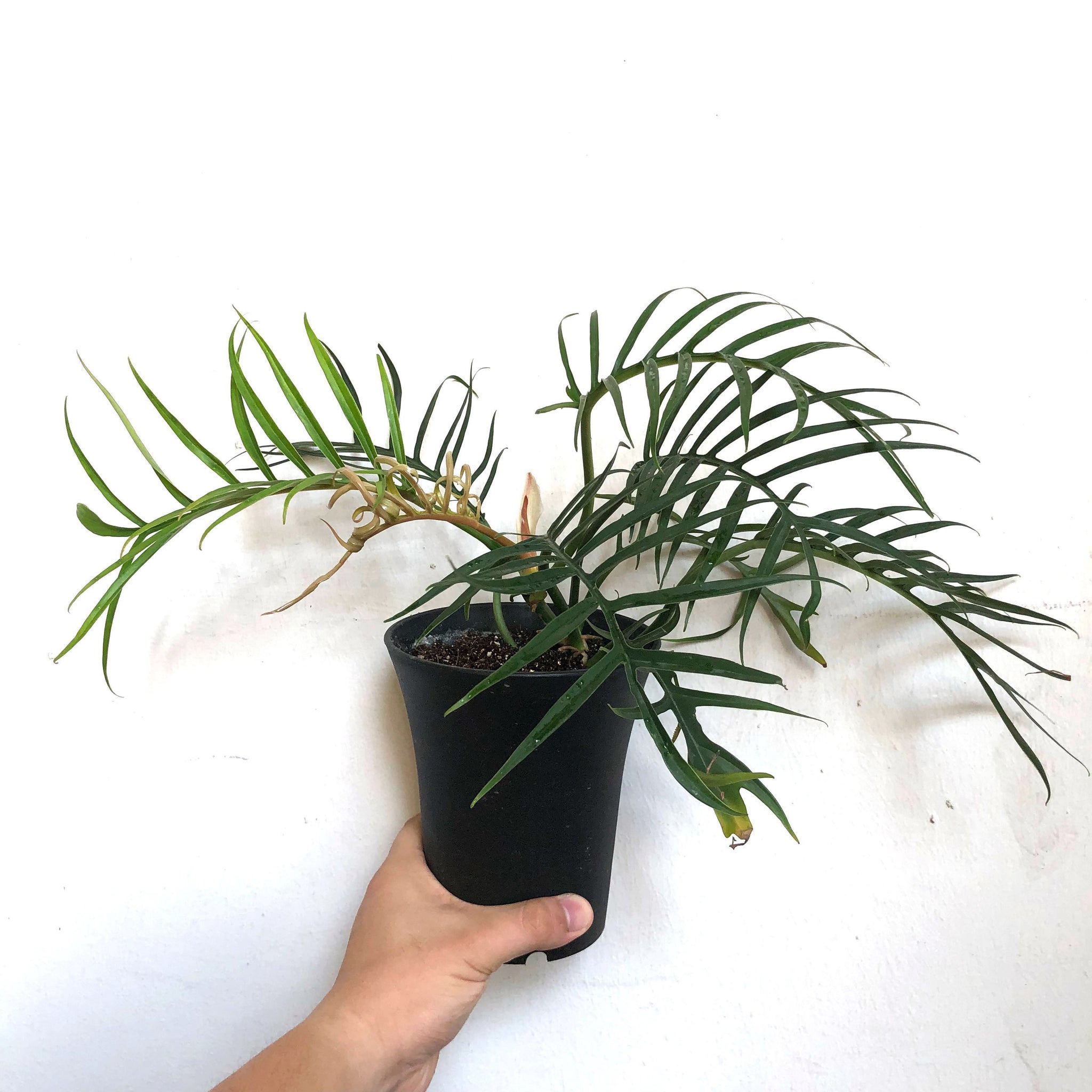 philodendron tortum wide form Philodendron tortum Good Luck – Gipsygarden