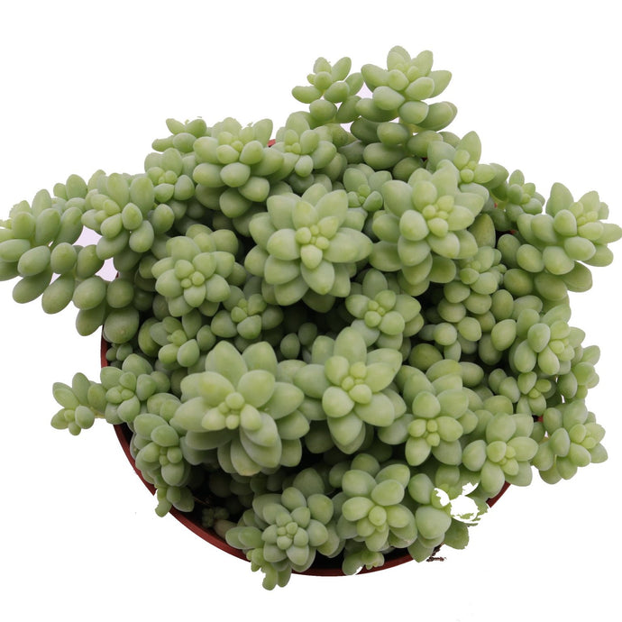 Sedum Burrito in a pot with a diameter of 8.5 cm
