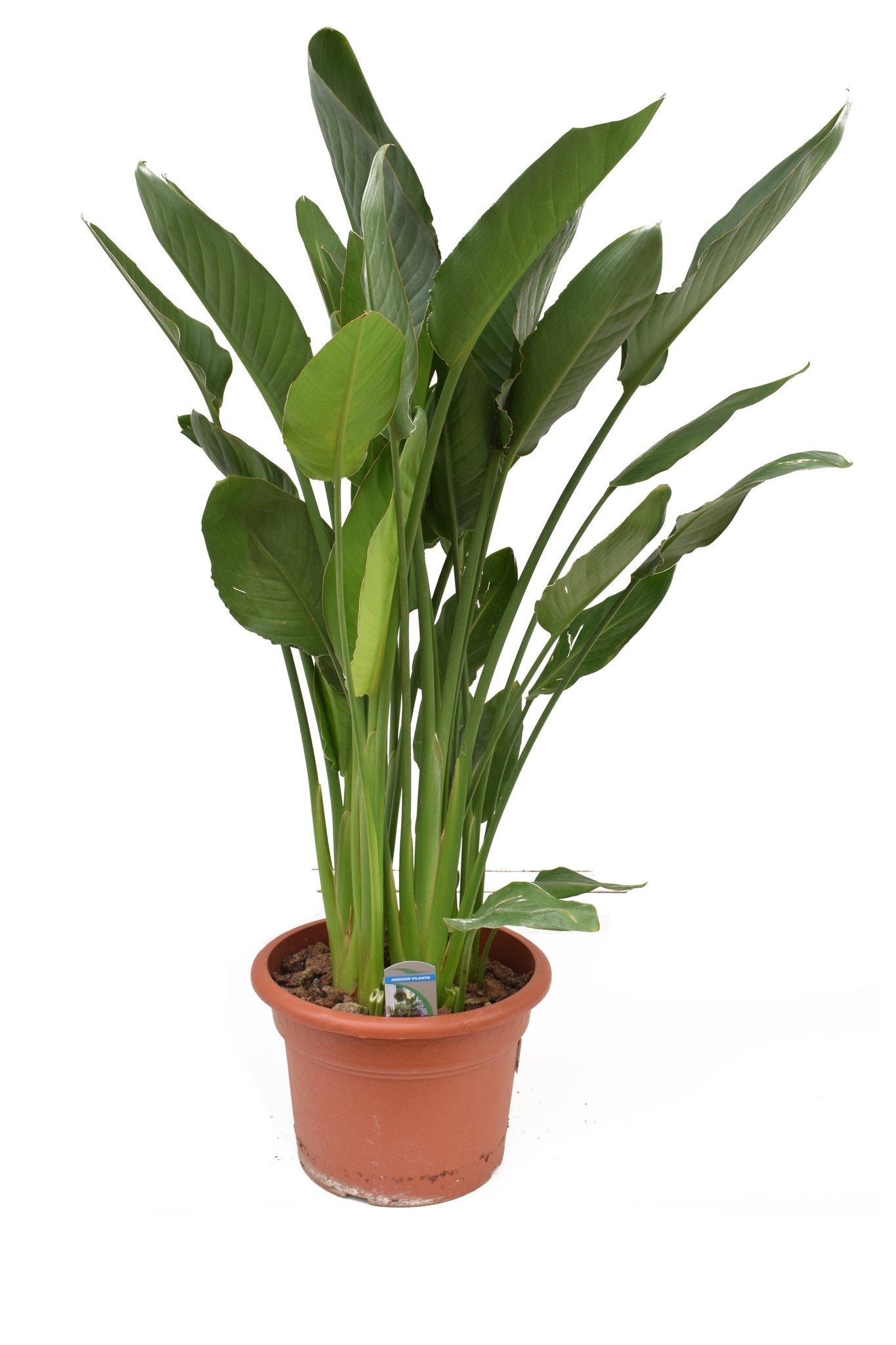 Strelitzia Reginae – Gipsygarden