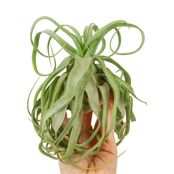 Tillandsia Streptophyla